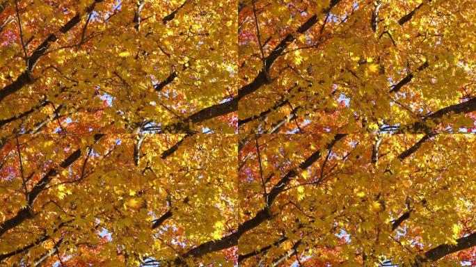 慢镜头HD风吹过公园里的黄树和红树（秋日日出特写）