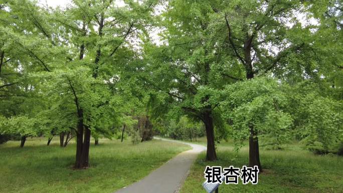 国家植物园 珍希濒危植物林 北京地标