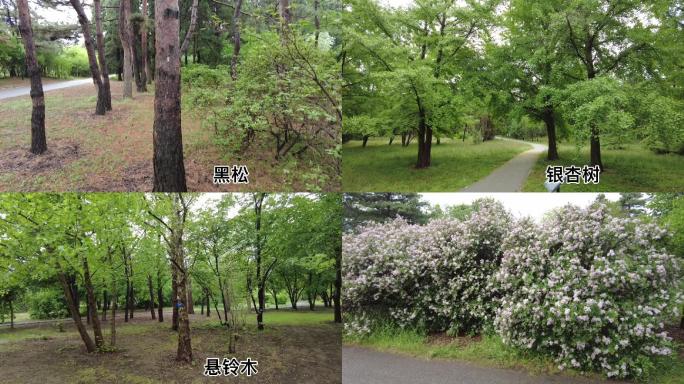 国家植物园 珍希濒危植物林 北京地标