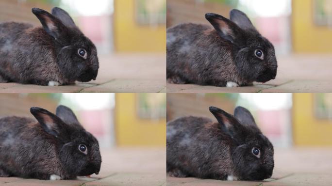 黑兔子吃成熟的新鲜胡萝卜