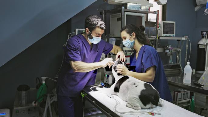 兽医和技术员为狗做手术准备