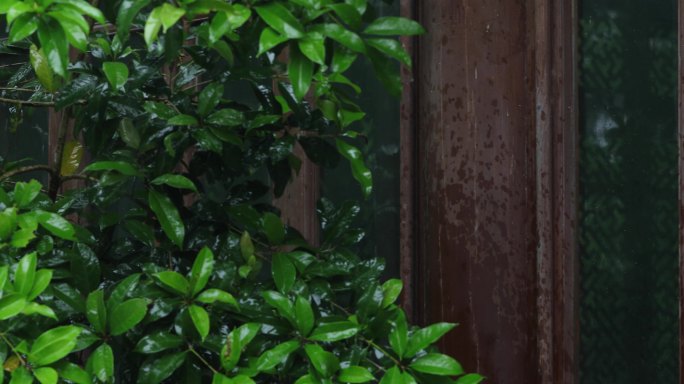 江南园林春天下雨漏窗唯美空镜