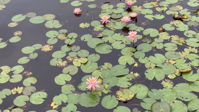 湖里荷花莲花01