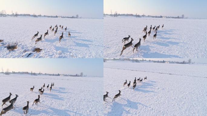 露娅女士在被白雪覆盖的乡村田野里奔跑