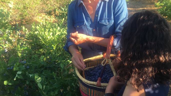 混血家庭在有机农场采摘蓝莓