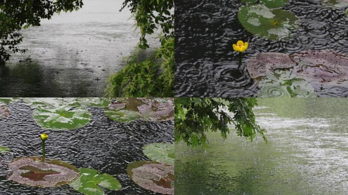 江南春天下雨湖面树枝空镜