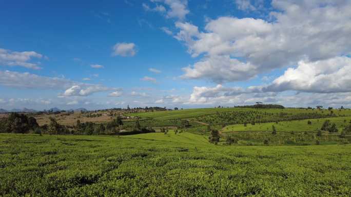 壮观的马拉维茶园景观
