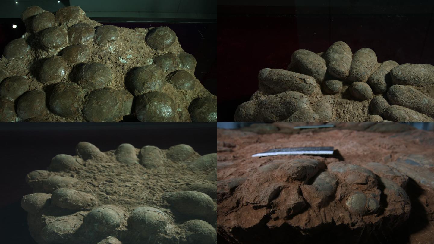 江西武宁发现约8000万年前的恐龙蛋化石_研究_蛋壳_王强