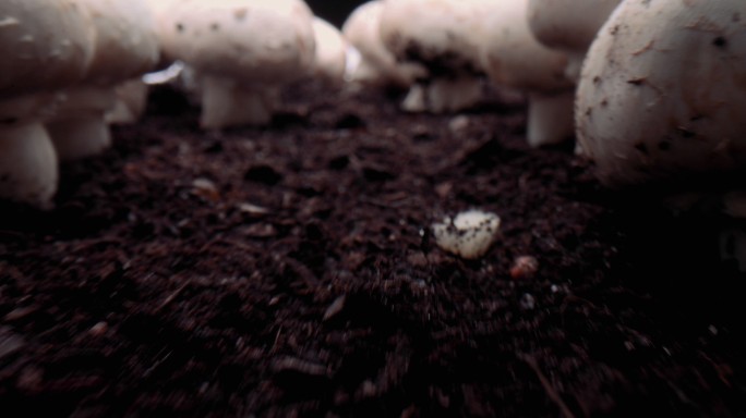 素食特色菜种植生态绿色