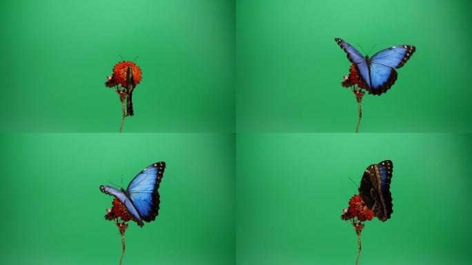 红色花朵上的蓝色形态蝴蝶