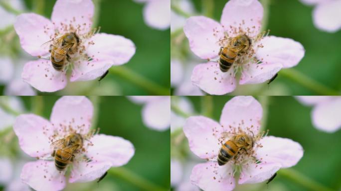 一只工蜂在大自然中飞行，从黑莓花中采集花粉