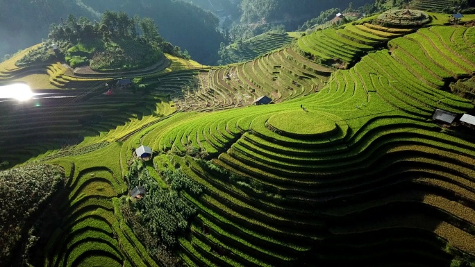 鸟瞰稻田梯田山上种植水稻的全景山坡