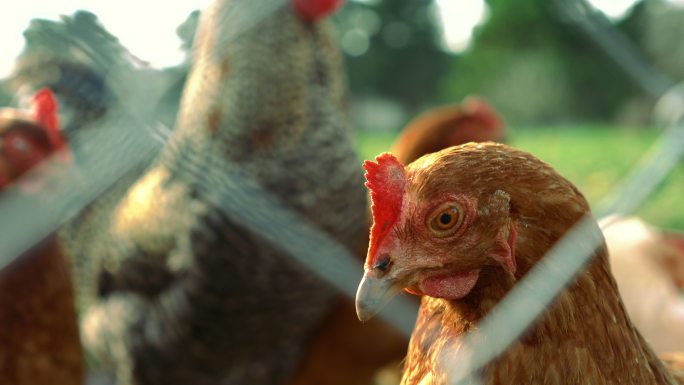 自由放养的小鸡看着铁丝网后面的摄像头-4K和音频可用