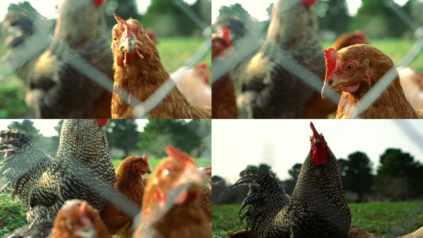 自由放养的小鸡看着铁丝网后面的摄像头-4K和音频可用