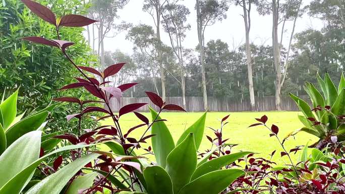 雨水落在后院的花园里