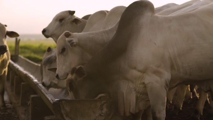 巴西马托格罗索畜栏上的牛群视图