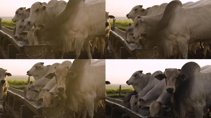 巴西马托格罗索畜栏上的牛群视图
