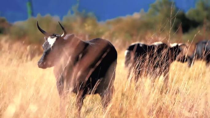 西藏高原牧场奶牛