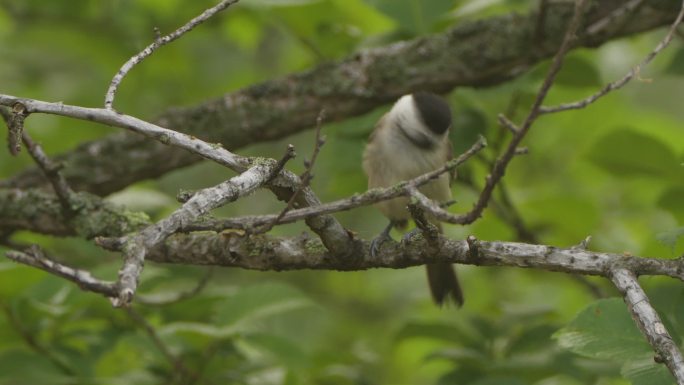柳树山雀（Poecile montanus）——兴安自然保护区