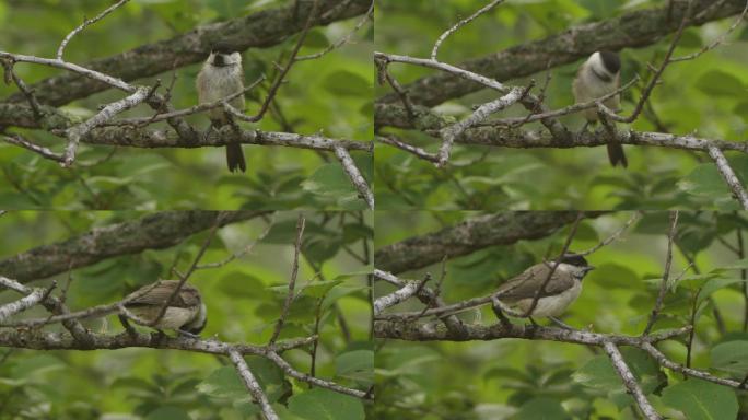 柳树山雀（Poecile montanus）——兴安自然保护区