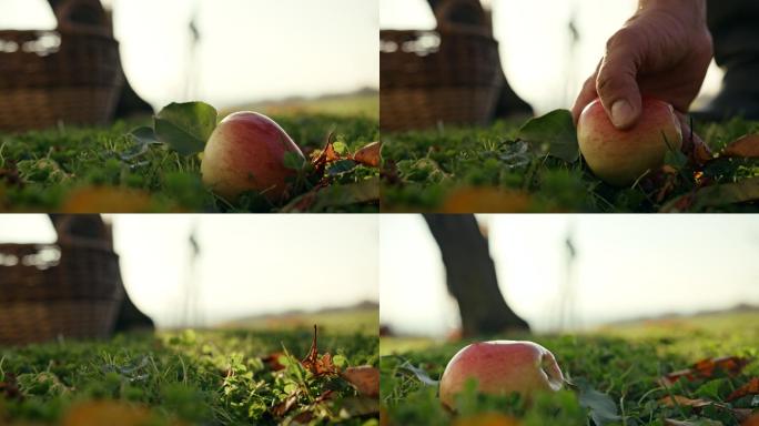 斯洛莫农夫捡起一个掉在地上的苹果