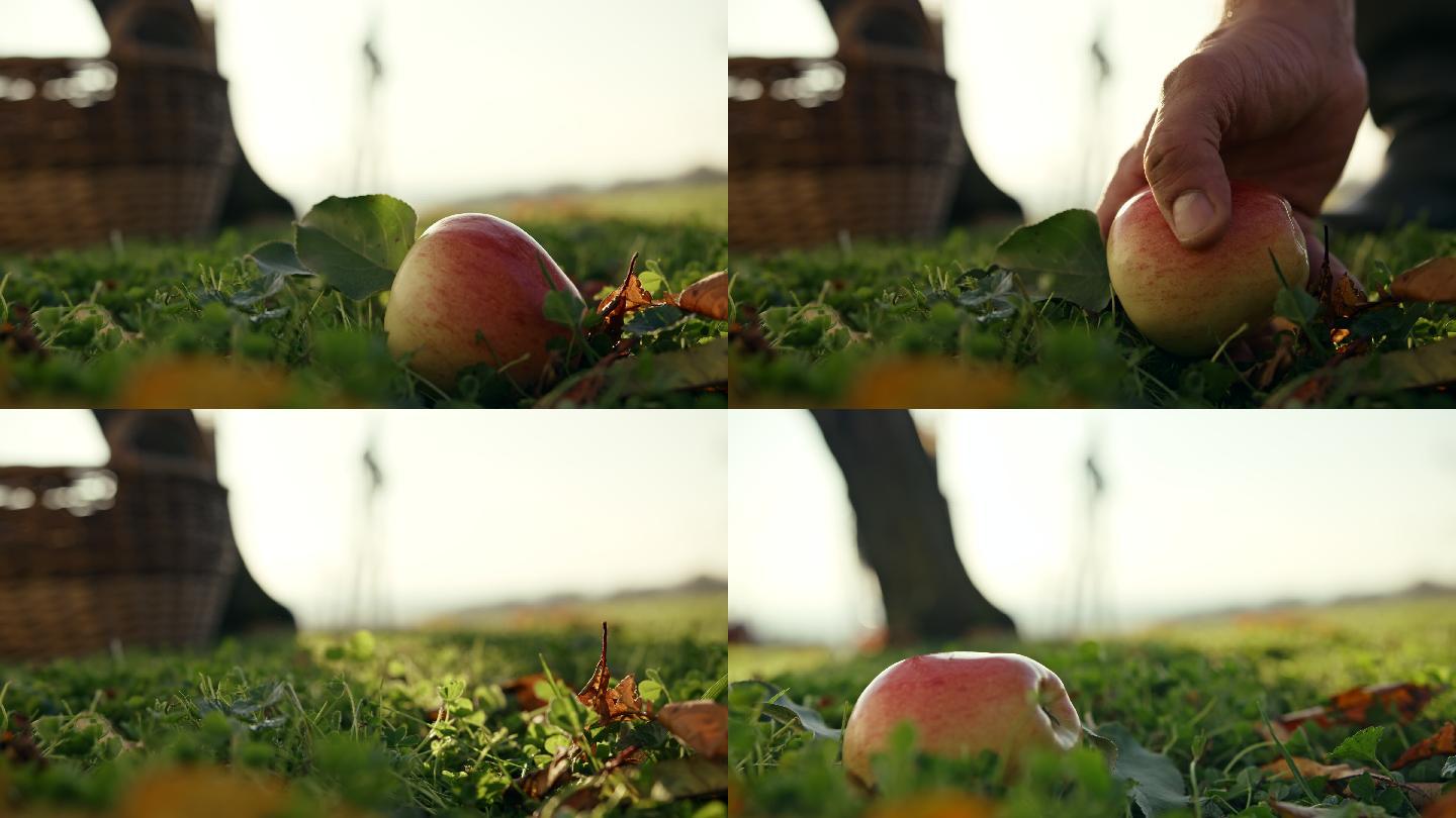 斯洛莫农夫捡起一个掉在地上的苹果