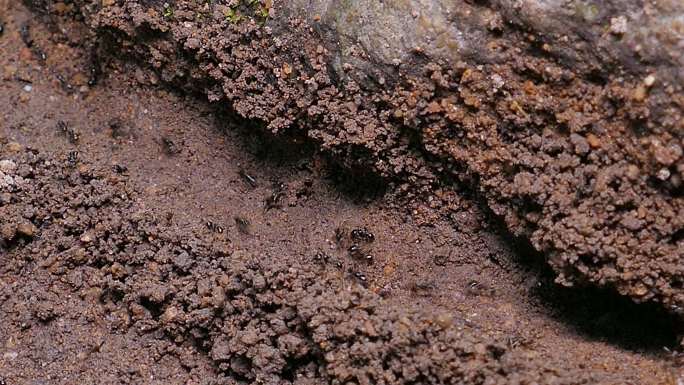 蚂蚁把鸡蛋和食物带进蚁巢。