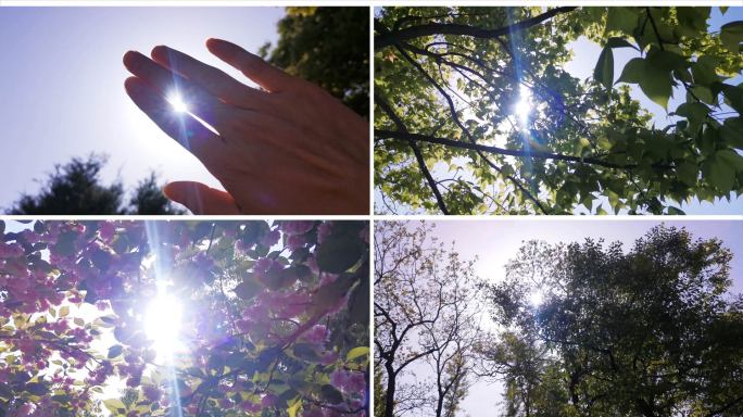 手缝阳光 透过树叶阳光