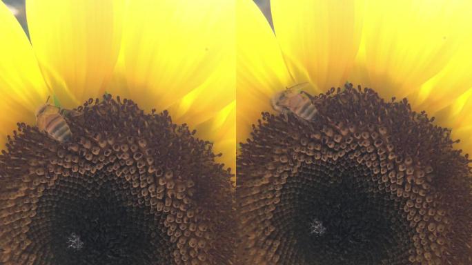 蜜蜂在向日葵花中发现花粉