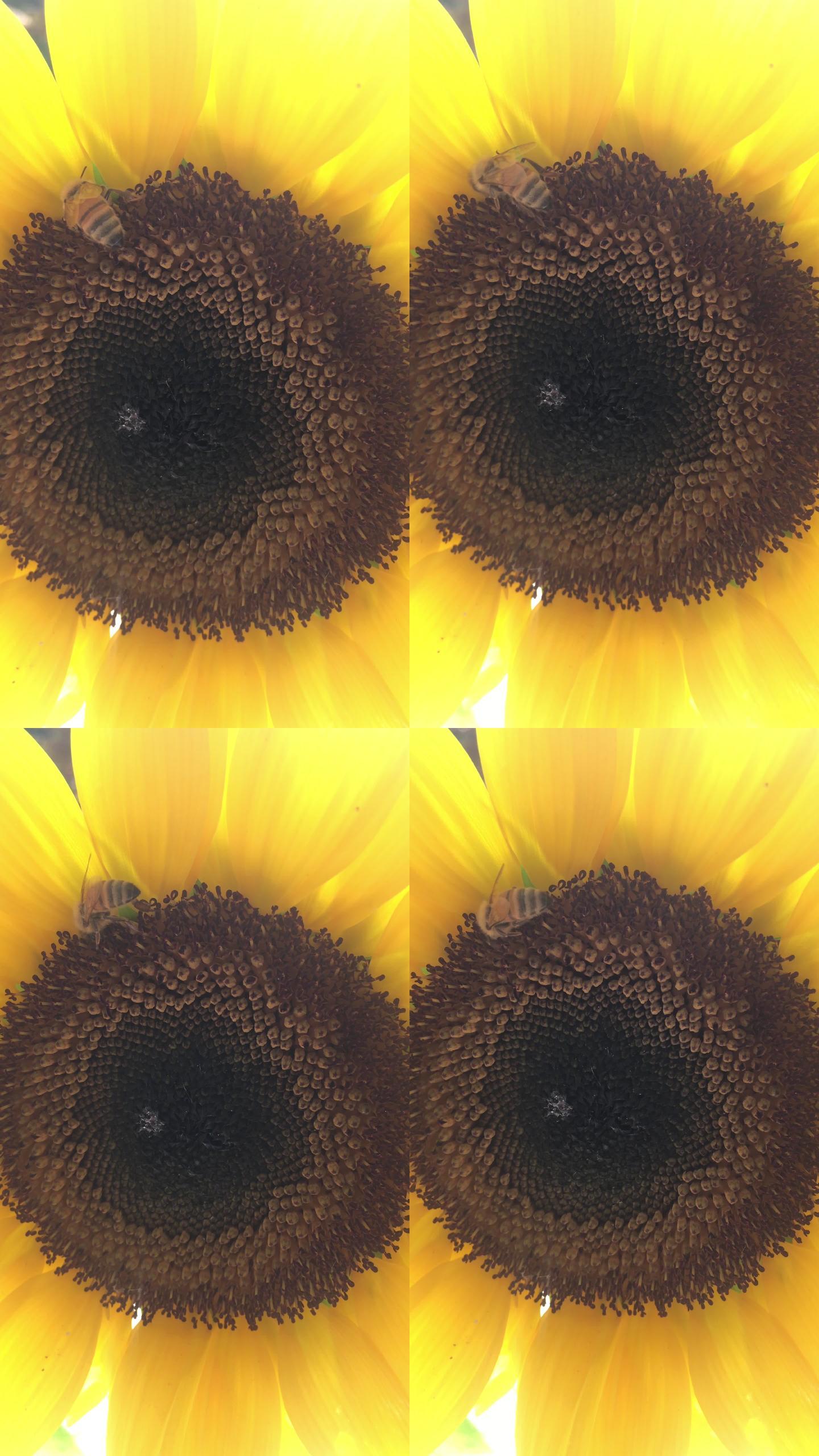 蜜蜂在向日葵花中发现花粉