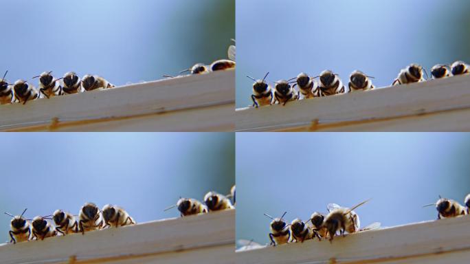 蜜蜂在蜂巢的木质壁上行走