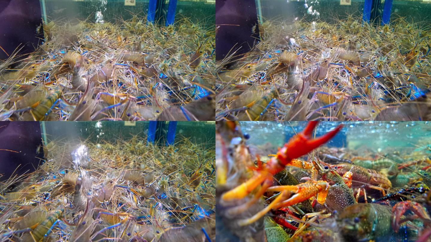 海鲜池 虾