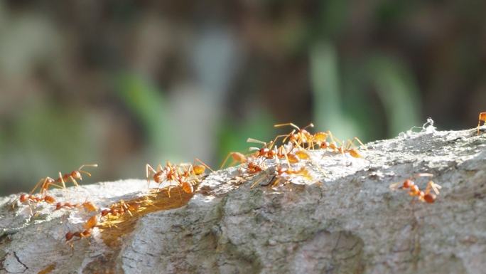 红蚁在树皮上行走蚁群生物蚁族