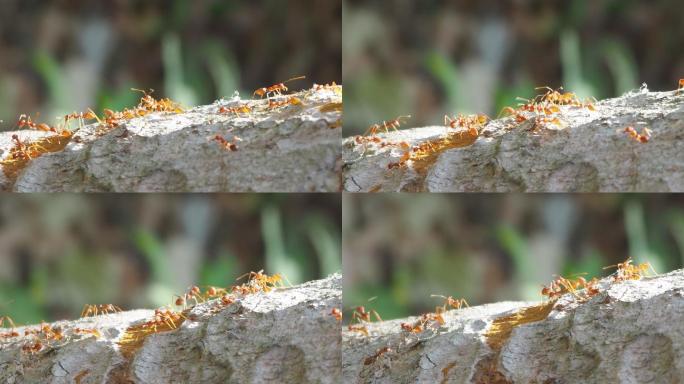 红蚁在树皮上行走蚁群生物蚁族