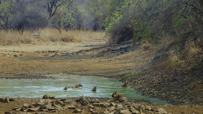 孟加拉虎一家，雌雄幼崽以慢动作在水池中休息