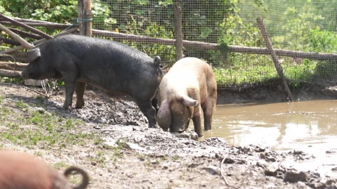 猪 黑猪 散养猪