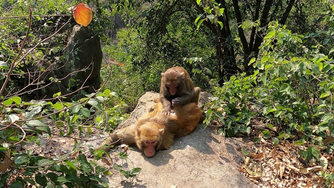 野生猴子的日常生活——相互梳理
