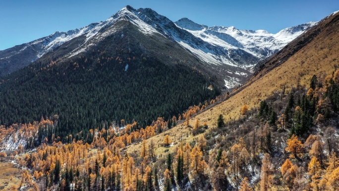雪山脚下的森林被秋天染成了彩色