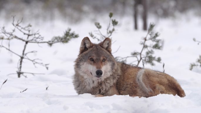两只狼——还有死去的马鹿，在白雪和冬季森林中奔跑，白俄罗斯