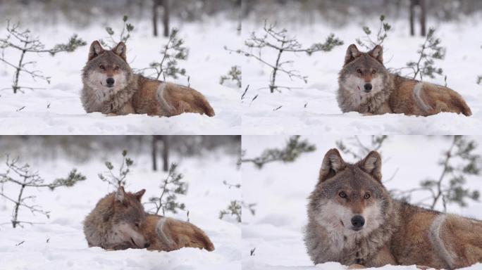 两只狼——还有死去的马鹿，在白雪和冬季森林中奔跑，白俄罗斯
