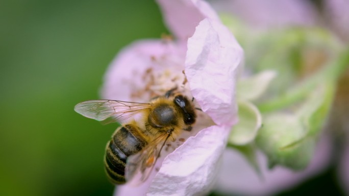 一只工蜂在大自然中飞行，从黑莓花中采集花粉