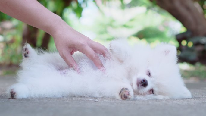 两张白色雄性小狗的照片，在腹部按摩时非常开心