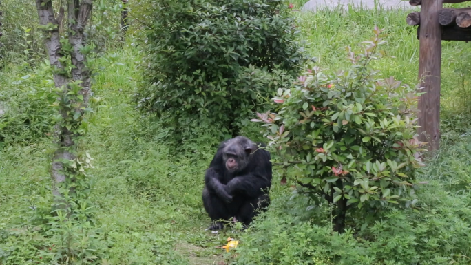 黑猩猩猴子群居群聚活动有爱镜头