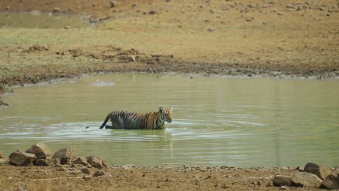 孟加拉虎幼崽在水中慢动作游泳