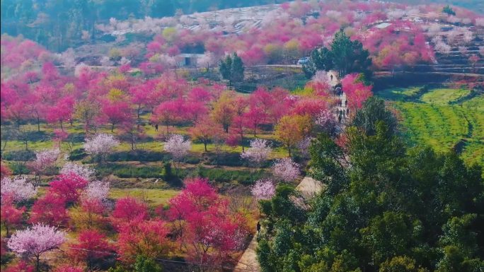 樱花园