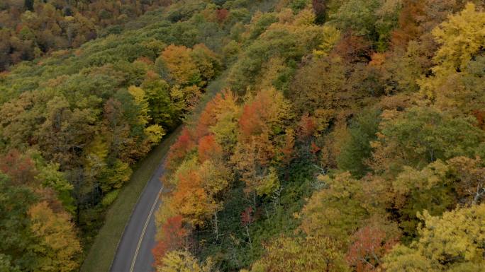 秋天的蓝岭公园路原始森林