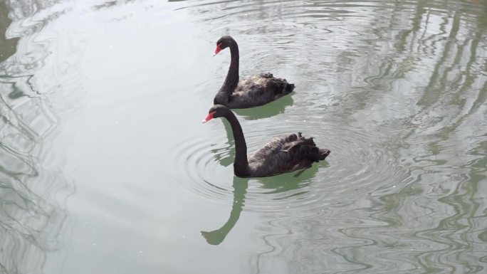 两只黑天鹅在水面游动