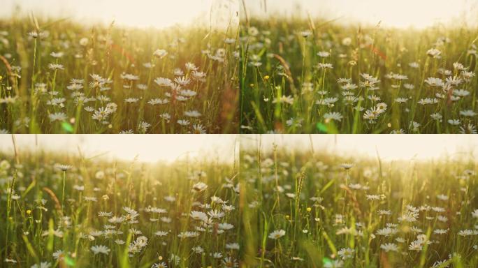 MS田园诗般宁静的雏菊野花在阳光明媚的草地上