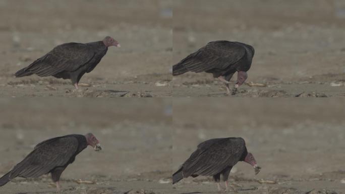 黑火鸡秃鹫觅食捕猎大自然生存法则