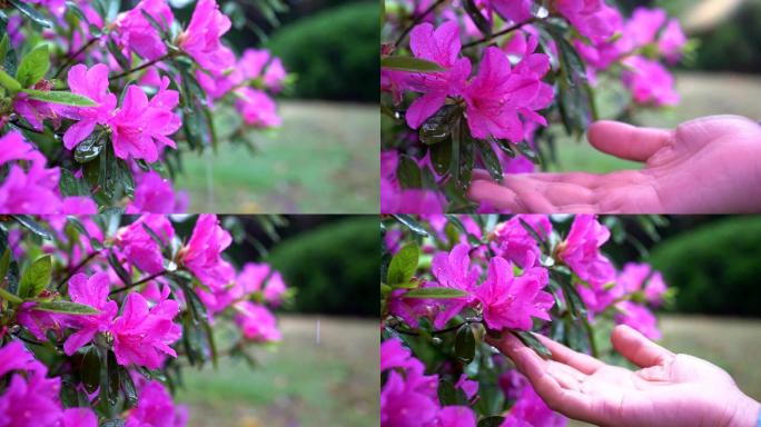 杜鹃花 抚摸杜鹃花闻花朵